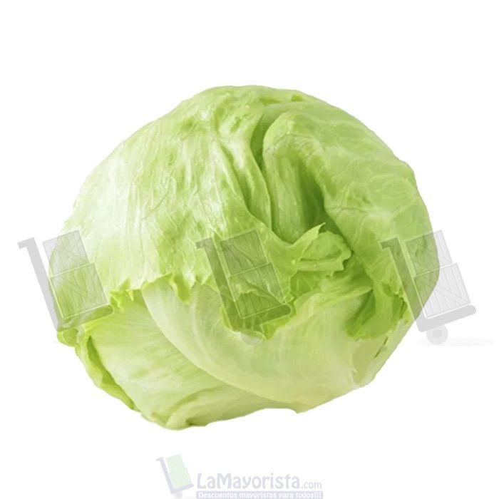LECHUGA BATAVIA X UNIDAD