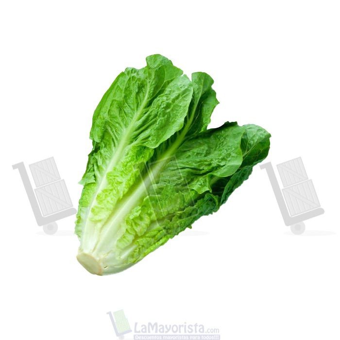 LECHUGA ROMANA X UNIDAD