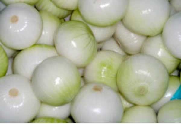 Cebolla Blanca 1A x 40k