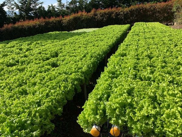 Lechuga crespa al por mayor