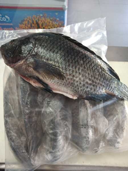 Mojarra plateada