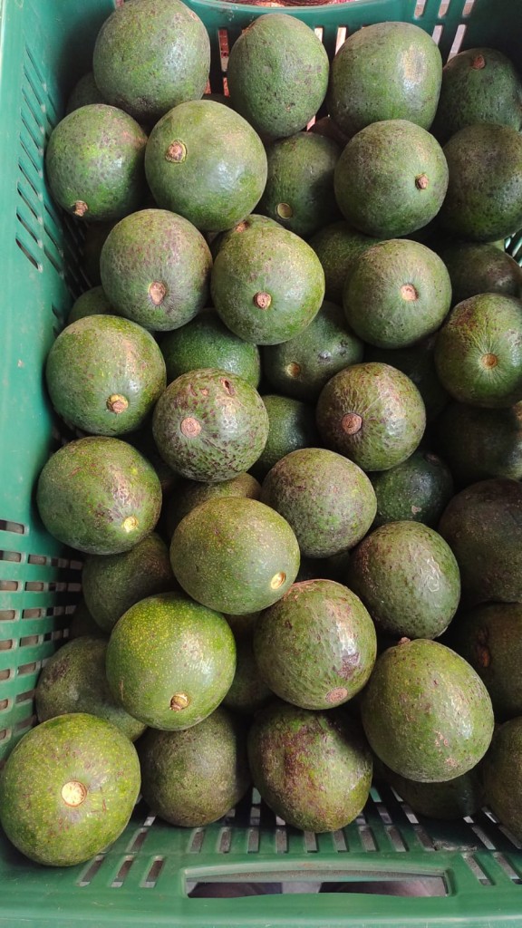 AGUACATE REED PRIMERA CANASTA X 20 KILOS