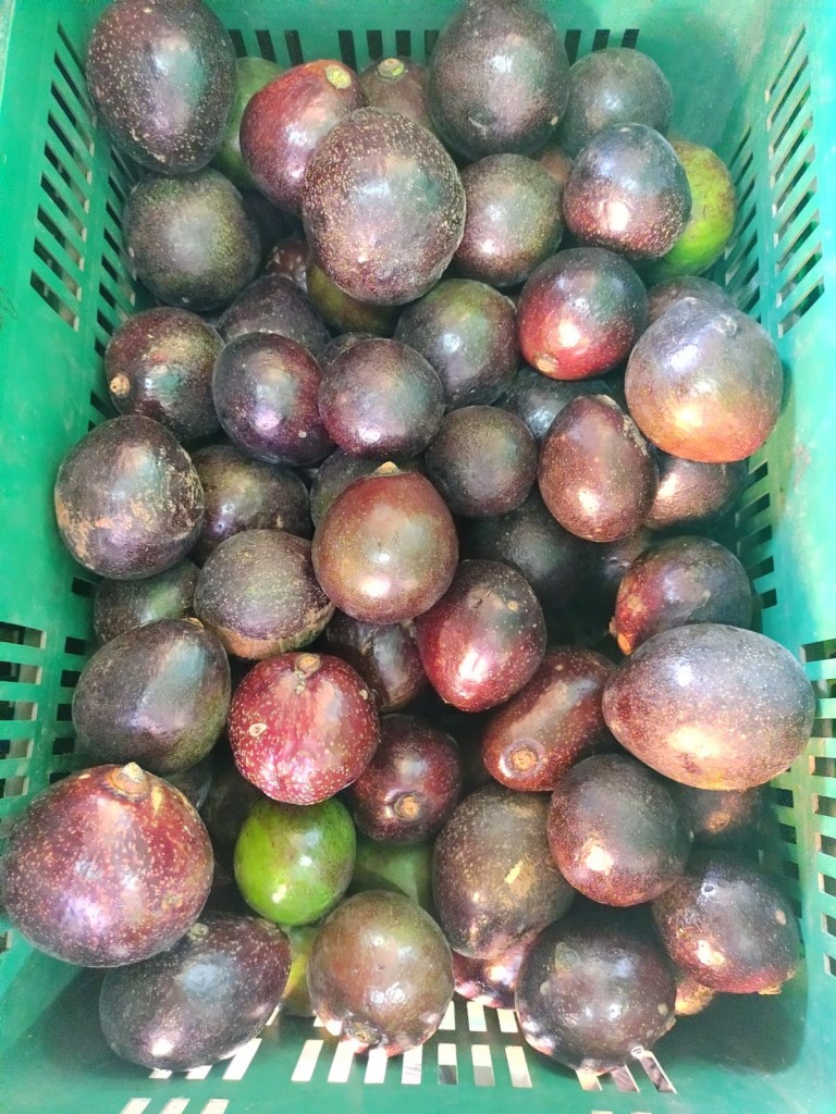 AGUACATE COLIN SEGUNDA CANASTA X 20 KILOS
