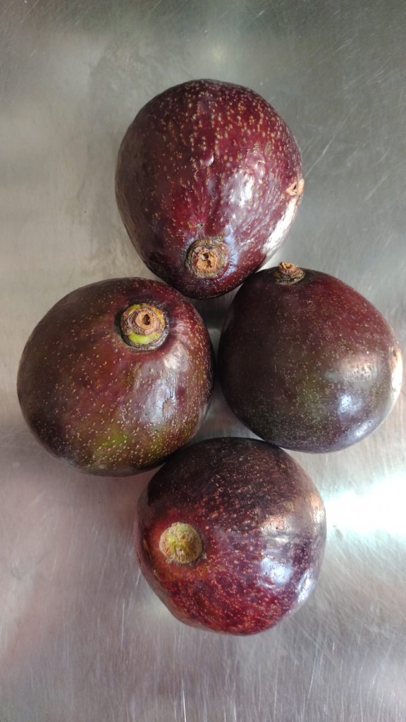 AGUACATE COLIN SEGUNDA POR KILO