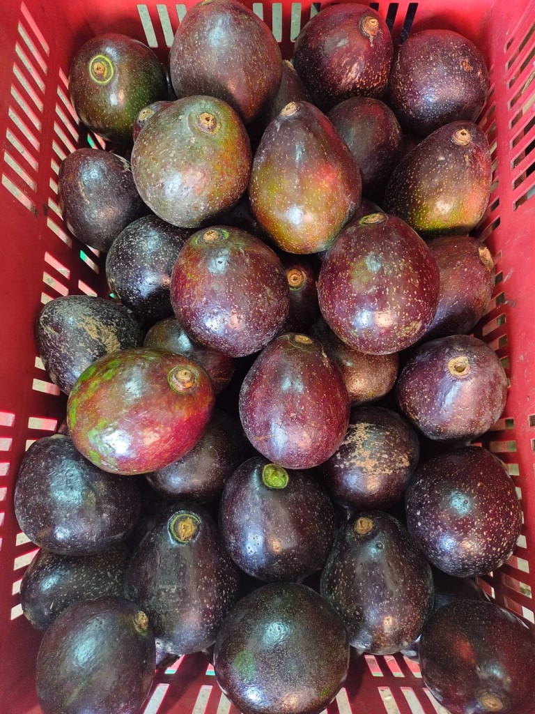 AGUACATE COLIN PRIMERA CANASTA POR 20 KILOS