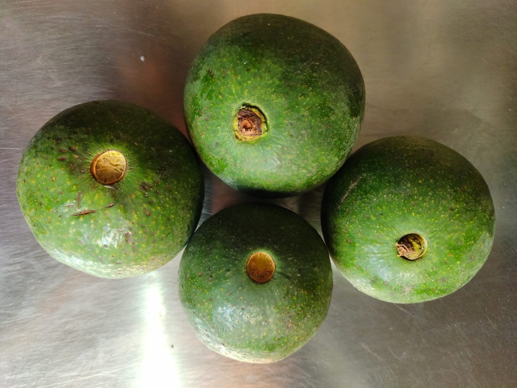 AGUACATE REED PRIMERA POR KILO