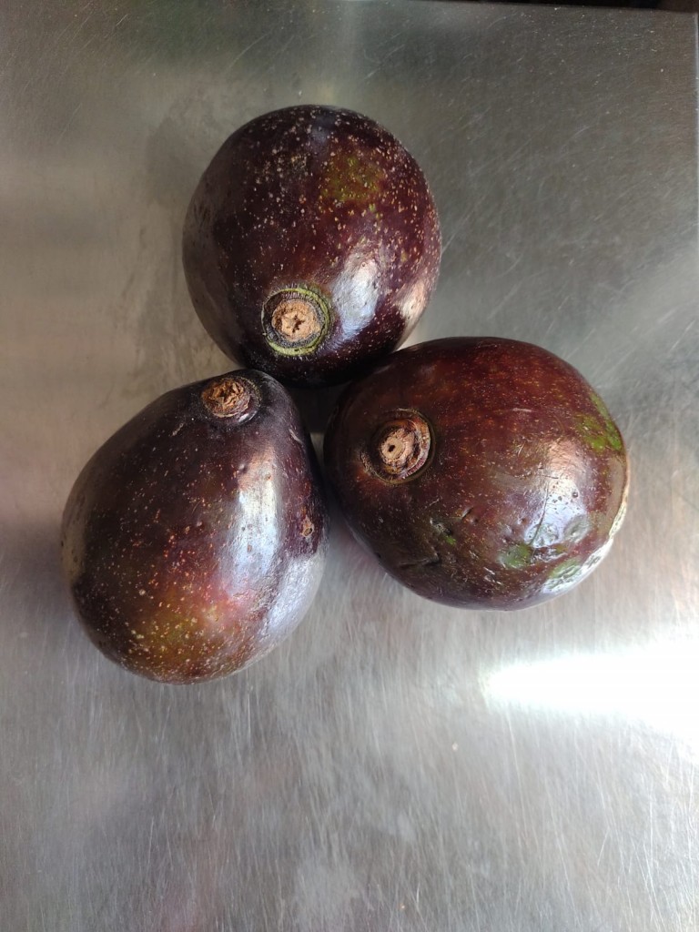 AGUACATE COLIN PRIMERA POR KILO